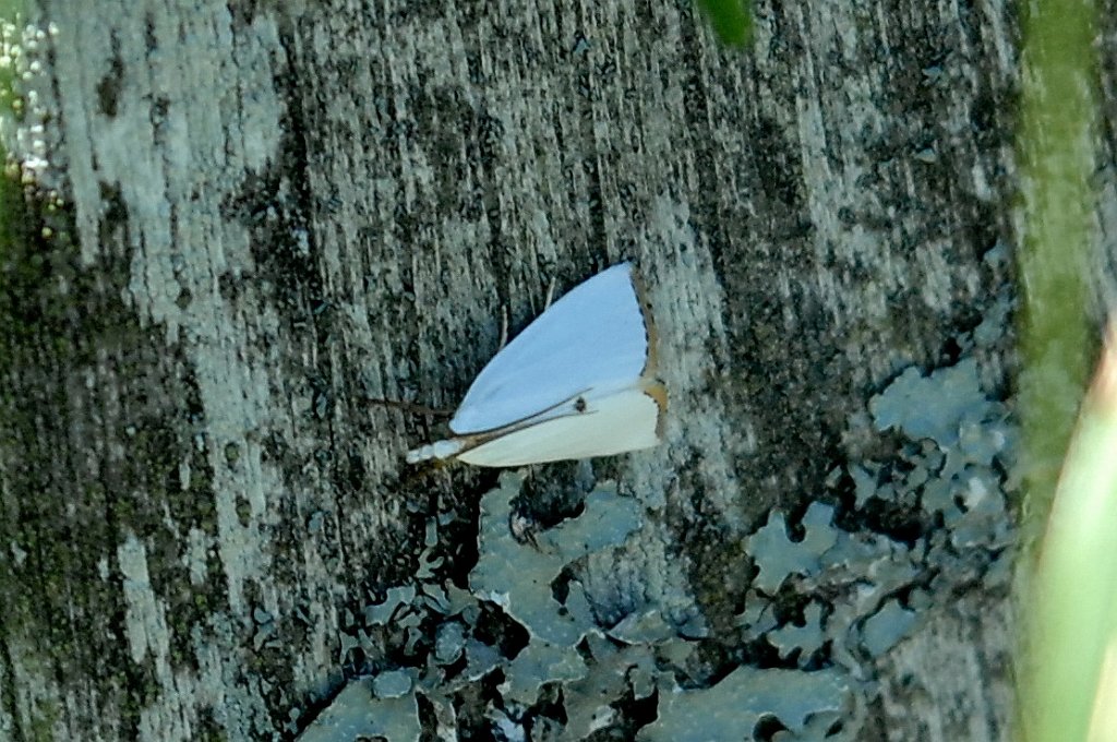 059 2011-06212187 Wachusett Meadow, MA.JPG - Snowy Urola Moth (Urola nivalis). Wachusett Meadow Wildlife Sanctuary, MA, 6-21-2011